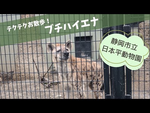 【静岡市立日本平動物園】テクテクお散歩！ブチハイエナ🐆 サムネイル