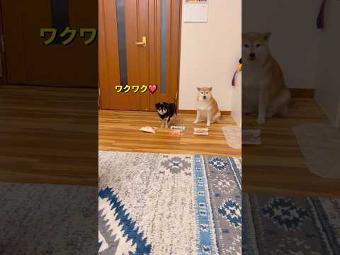 食いしん坊😅柴犬 チワワ shorts サムネイル