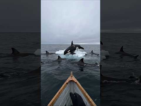 Fisherman captures the moment killer sharks trap an orca on… サムネイル
