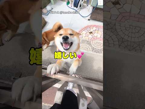 お出迎えが可愛すぎる柴犬💕　#柴犬　#犬　#かわいい #犬のいる暮らし #癒し サムネイル