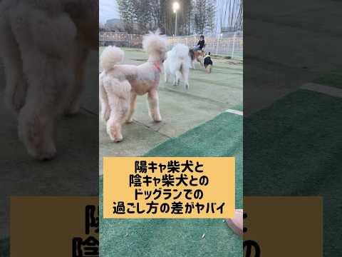 アナタはどっちのタイプですか？ 柴犬 サムネイル