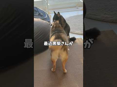 🐕黒柴カーツッ！気合いを入れる胡麻柴 サムネイル