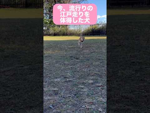 完璧でしょー！　柴犬　柴犬とん サムネイル