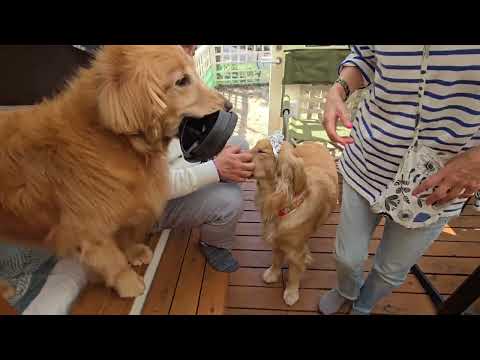 ビスの兄弟会にビスとイロハも参加してきました。INドギーズアイランド 2026/3/7 サムネイル