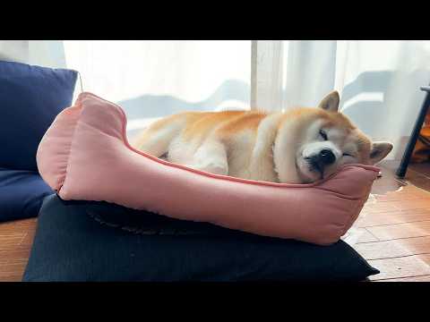 ギリギリのバランスを攻めて昼寝する柴犬 サムネイル