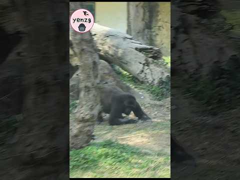 angry Iriki pounded the ground loudly gorilla gorillatag ta… サムネイル