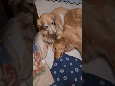 ゴールデンレトリバーと猫も眠たい丑三つ時　外は雪景色　ゴールデンレトリバー 大型犬のいる生活 goldenretrie… サムネイル
