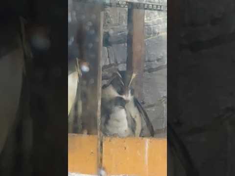 statue 体重測定した(たぶん)雛ちゃん戻る🐧　イワトビペンギン　男鹿水族館GAOにて　2026年5月22日 サムネイル