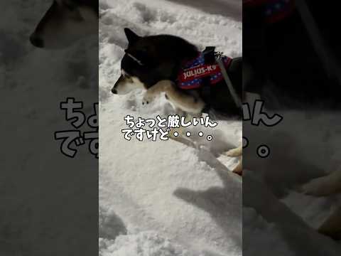 黒柴🐕マイナス8℃の散歩の様子 サムネイル
