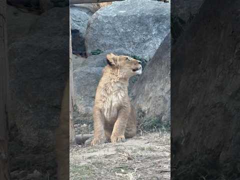 shortvideo 呼ばれたカナ☺️？　ライオンのこども　のんほいパークにて　2026年1月23日 サムネイル