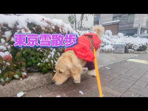 東京日本橋雪のお散歩は楽しいね。ゴールデンレトリバーティト サムネイル