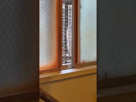 shorts お部屋に戻ったオトちゃん もう一度お庭に出るか迷ってる😊？　マヌルネコ　埼玉県こども動物自然公園にて　2… サムネイル