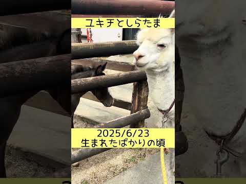 ユキチとしらたま　東武動物公園 癒し かわいい 動物 動物園 zoo animals 可愛い ポニー アルパカ ユキチ… サムネイル