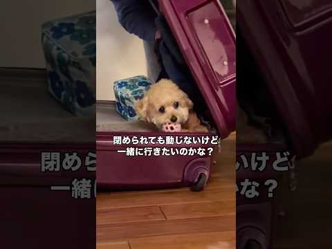 スーツケース閉めても動じないんだけど一緒に行きたいのかな？ トイプードル トイプー トイプードル生活 shorts サムネイル