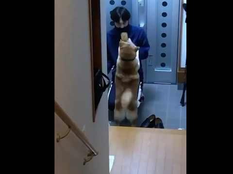 柴犬福 秘蔵映像！昔は兄も歓迎していた柴犬🤣Brother and Shiba🤣shorts funny funnyd… サムネイル