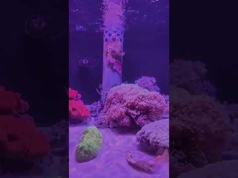 【魚津水族館】サンゴ礁コーナー✨shorts