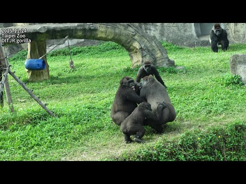 Gorilla Iriki等待回室內.等到煩躁.Tayari白目搞不清狀況.衝去想拍拍Iriki發生衝突.D'jeec… サムネイル