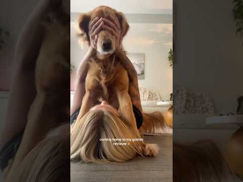 coming home to my golden retriever🥵 goldenretreiver dog ind…