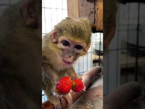 一度に食べられるイチゴは2個まで♪動物 いちご おばあちゃん サムネイル