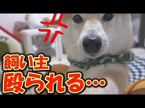 柴犬が一生懸命頑張ってる姿に思わず笑ってしまい、怒らせてしまいました… サムネイル