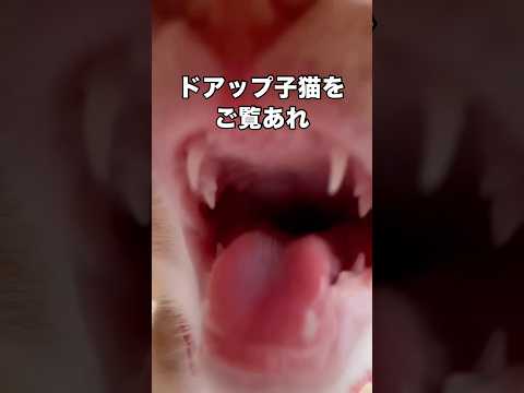 ドアップ子猫からしか得られない栄養素がこの世にはある 子猫 茶トラ 保護猫 shorts サムネイル