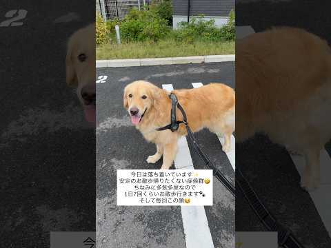 今日は元気 ゴールデンレトリバー 大型犬のいる生活 goldenretreiver 急性骨髄性白血病