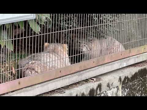 興味が丸太トンネルにいっているから？プロレスごっこは回避🤭　マヌルネコのこども　東山動植物園にて　2025年12月15日 サムネイル