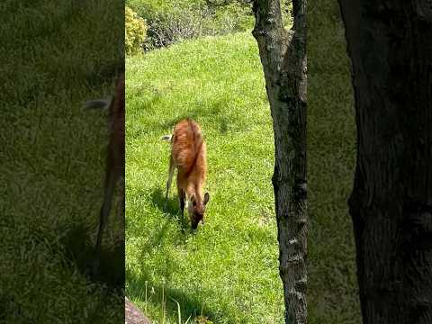 shorts シタツンガ　千葉市動物公園にて　2026年4月19日 サムネイル