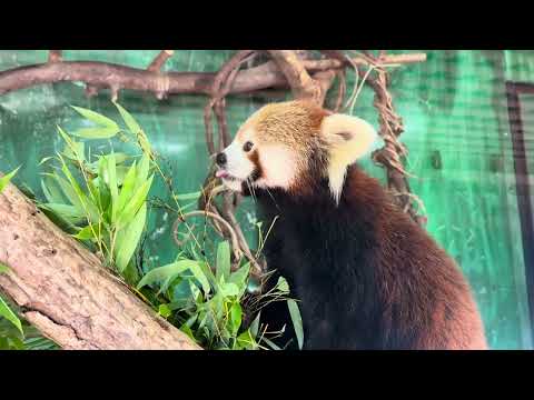 笹をムシャムシャ　令花ちゃん　レッサーパンダ　大森山動物園　IMG 3518 サムネイル