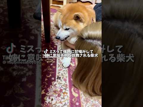 柴犬福 姉に意味不明な説教される柴犬-Tik ver.🤣Sis and Shiba🤣姉と柴 shorts 柴犬 jap… サムネイル