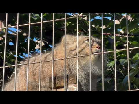 この角度はポリーちゃん顔☺️ マヌルネコ　東山動植物園にて　2025年12月12日 サムネイル