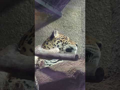 shorts ジャガーのソルくん　那須どうぶつ王国 サムネイル