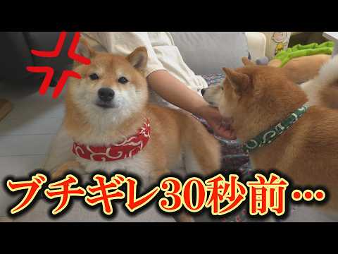 柴犬の嫉妬心がピークに達し、怒りが止まらず大変なことに・・・