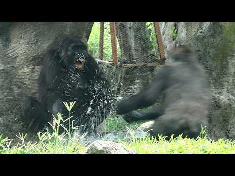 Battle for the Pool : Part 1, Jabali splashing water,Iriki'… サムネイル