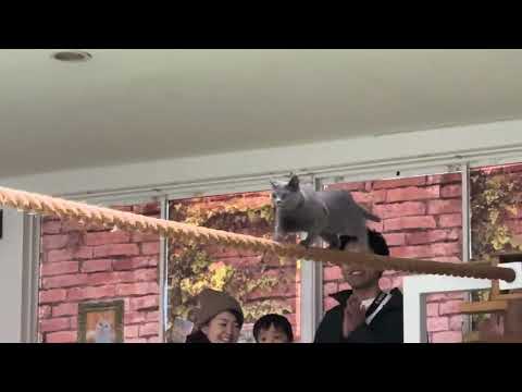 ワカバちゃ〜ん！本日2025年キャッツ納め！なかなか見れない猫によるショー ザ・キャッツ　那須どうぶつ王国にて　202… サムネイル