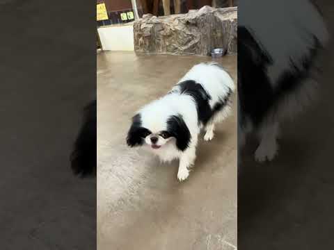 shorts ハナマルくん　狆　那須どうぶつ王国　IMG 7986 サムネイル