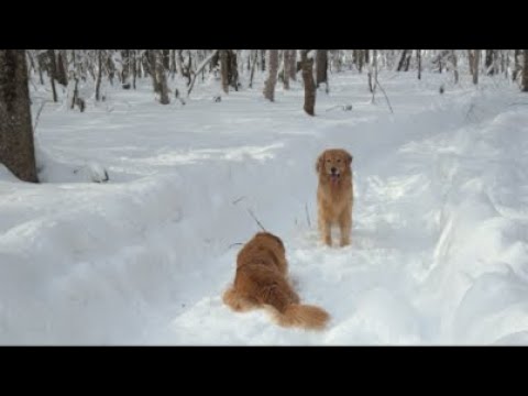 ミントの大冒険 がライブ配信中！ サムネイル