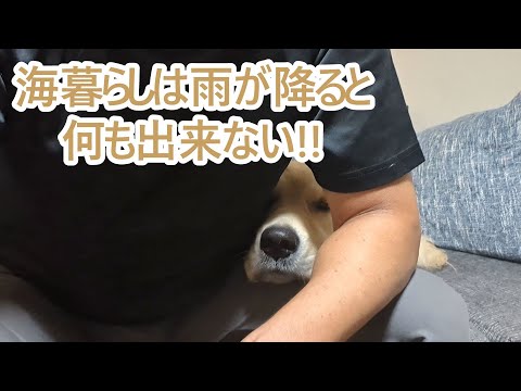 海暮らしは雨が降ると何も出来ない。ゴールデンレトリバーティト サムネイル