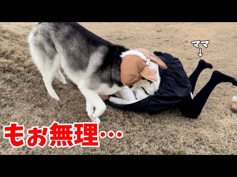 【大惨事】お正月からとんでもない事の連続動画になりました… サムネイル
