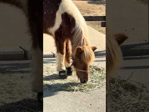 shorts お食事中〜　チャチャさん　浜松市動物園　2026年2月14日IMG 8313 サムネイル