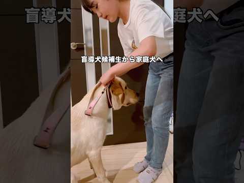盲導犬候補生から家庭犬にキャリアチェンジした愛犬を正式に家族としてお迎えしました 盲導犬 キャリアチェンジ ラブラドー… サムネイル