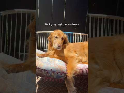 coming home to my golden retriever🥵goldenretreivers dog pup… サムネイル