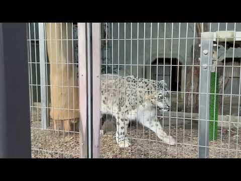 ユキチくん  リアンちゃんの圧で一旦帰る😅　ユキヒョウ　東山動植物園にて　2025年12月12日 サムネイル