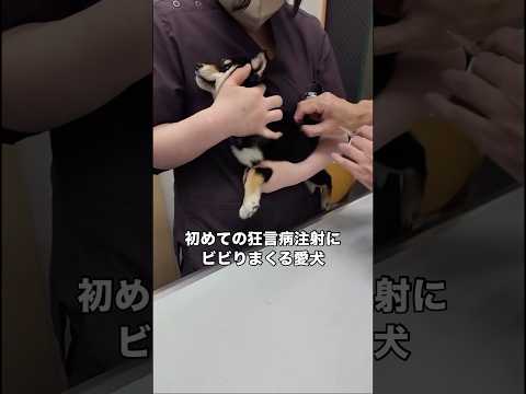 愛犬の初めての狂犬病注射をしに行ったら大袈裟に鳴いてたw 柴犬 子犬 狂犬病 shorts サムネイル