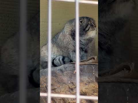 shorts マヌルネコのグルーシャくん　旭山動物園　2025年12月20日 サムネイル