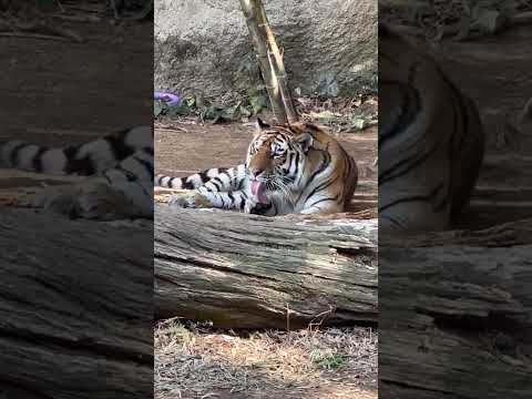 shorts お手手ペロペロ サーシャちゃん　2月17日のサーシャちゃん5歳のお誕生日を前に 本日お祝いしました〜😊… サムネイル