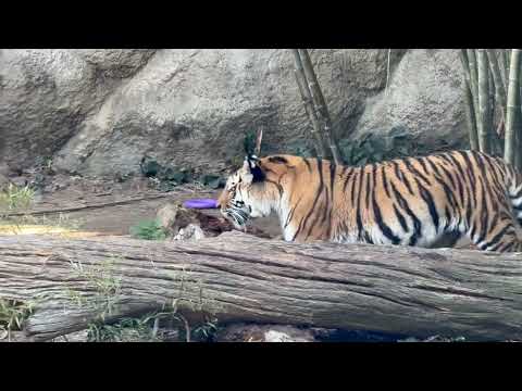 チョッとダンボール📦さんと戦ってみたサーシャちゃん　今日はサーシャの日　アムールトラ　浜松市動物園にて　2026年2月… サムネイル