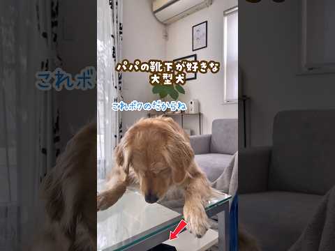 パパの靴下大好きな犬 ゴールデンレトリバー 大型犬のいる生活 goldenretreiver 大型犬と子供 サムネイル