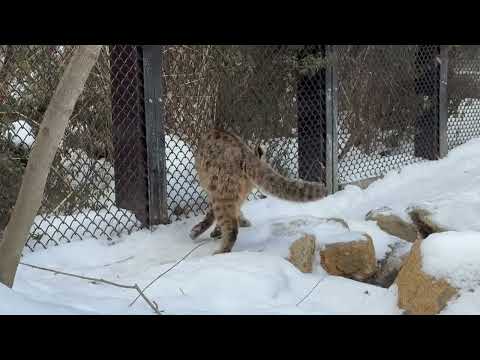 かりおくん　ツシマヤマネコ　那須どうぶつ王国にて　2026年1月30日 サムネイル