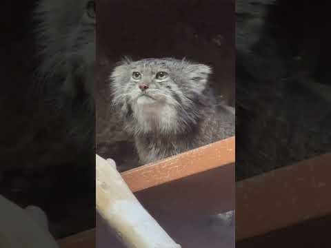 shorts クリョンくん 最後はお部屋へ　マヌルネコ　上野動物園にて　2026年2月6日 サムネイル